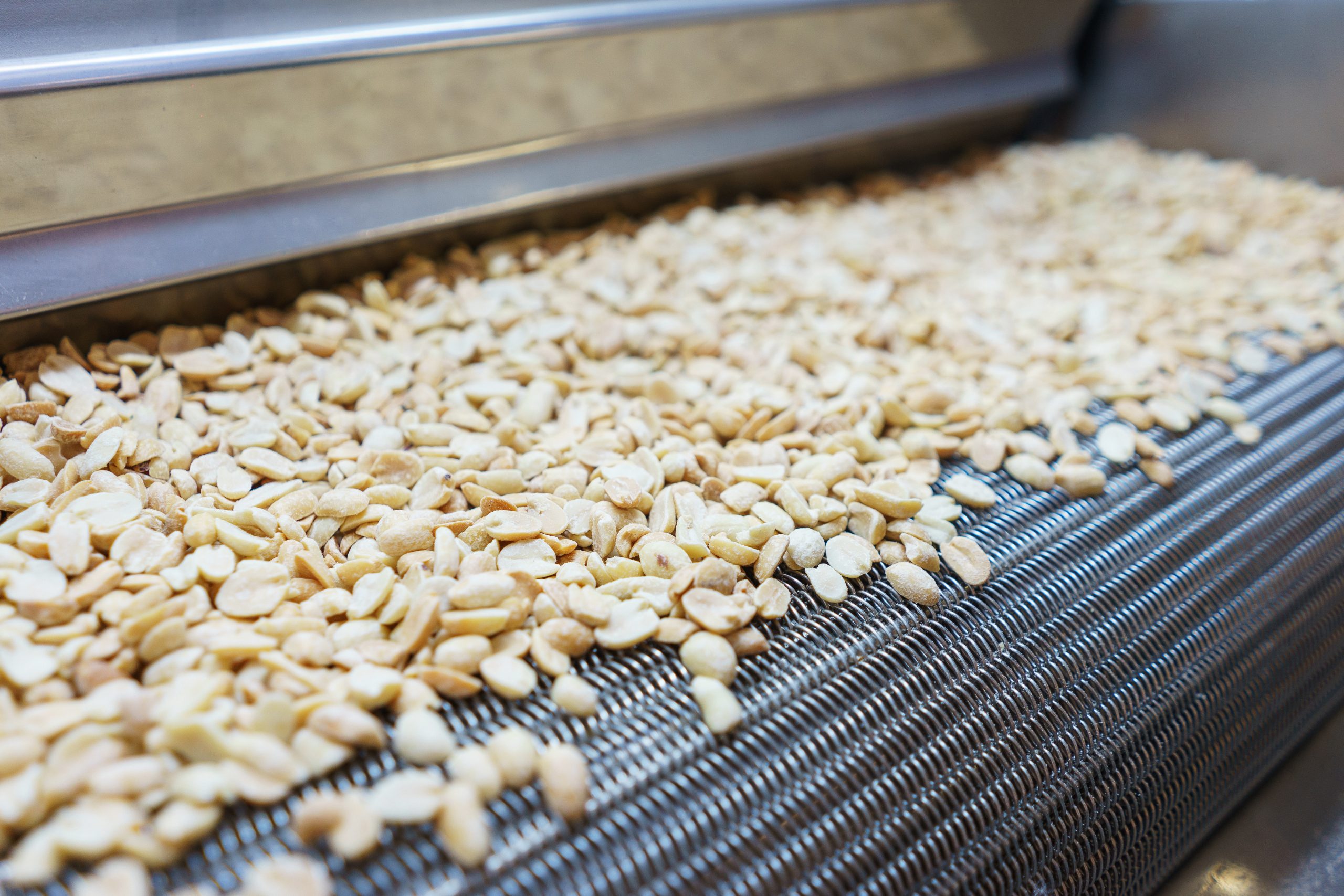 raw peanuts on conveyor belt