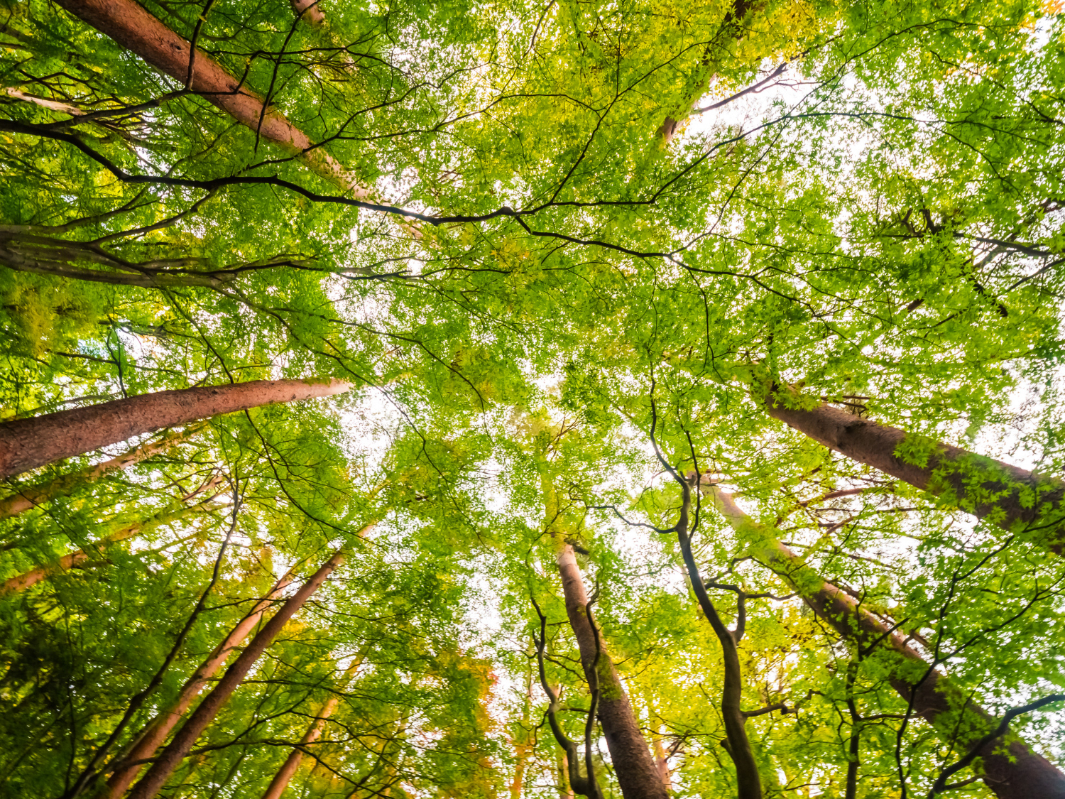 bottom-up view of forest trees