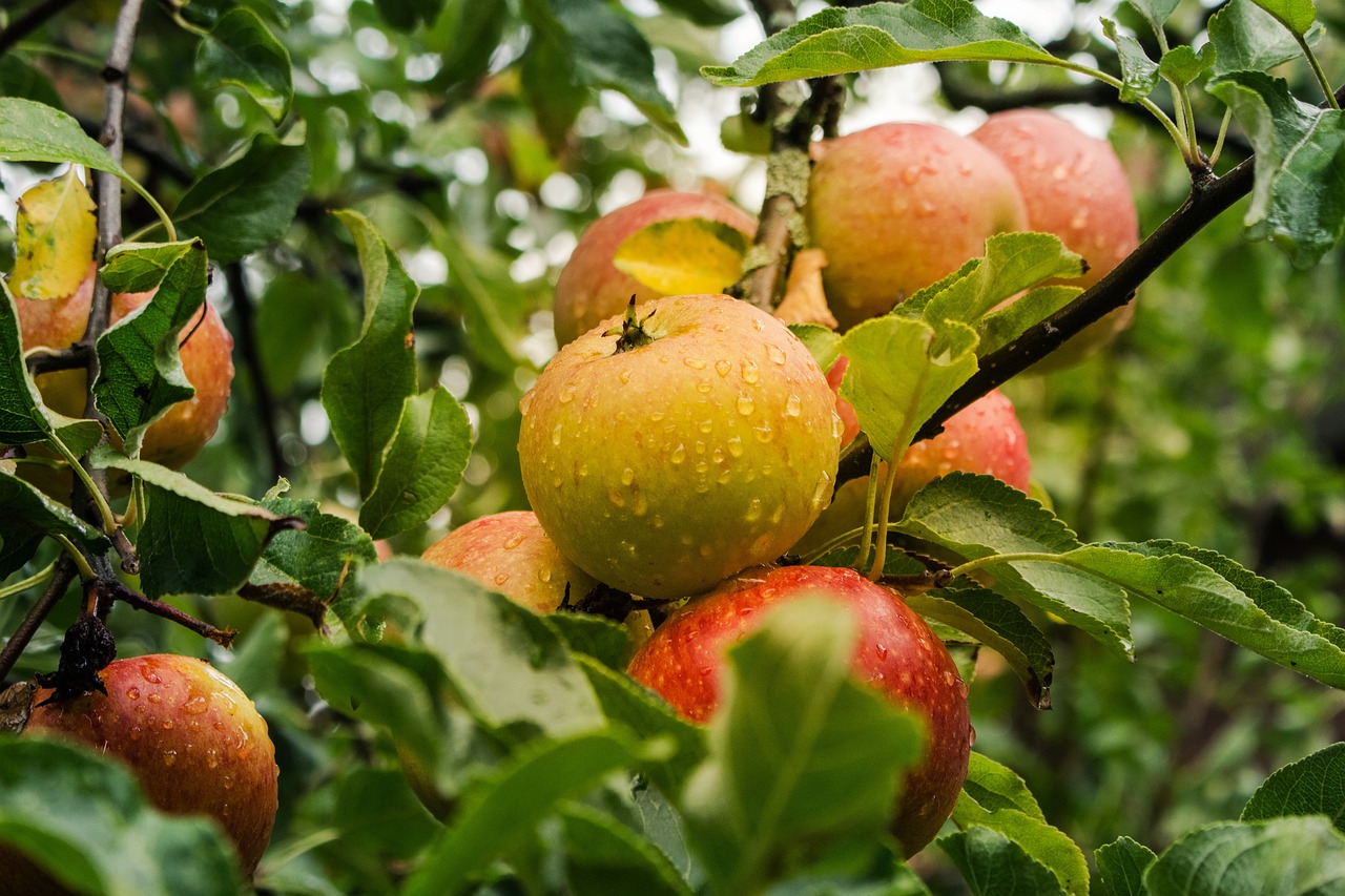 Apples
