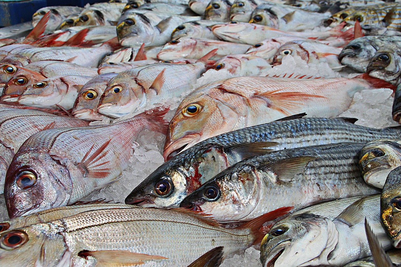 Fish