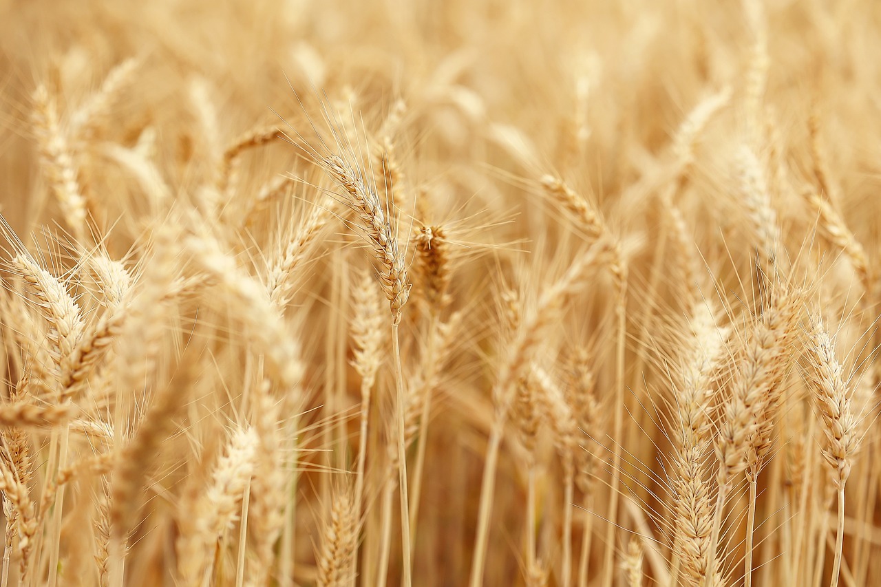 Wheat