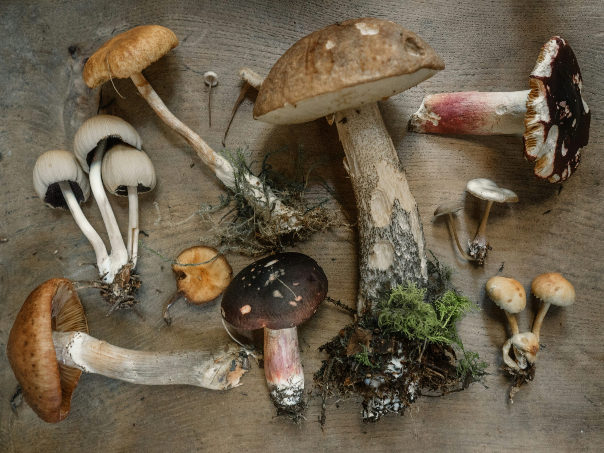 Fungi