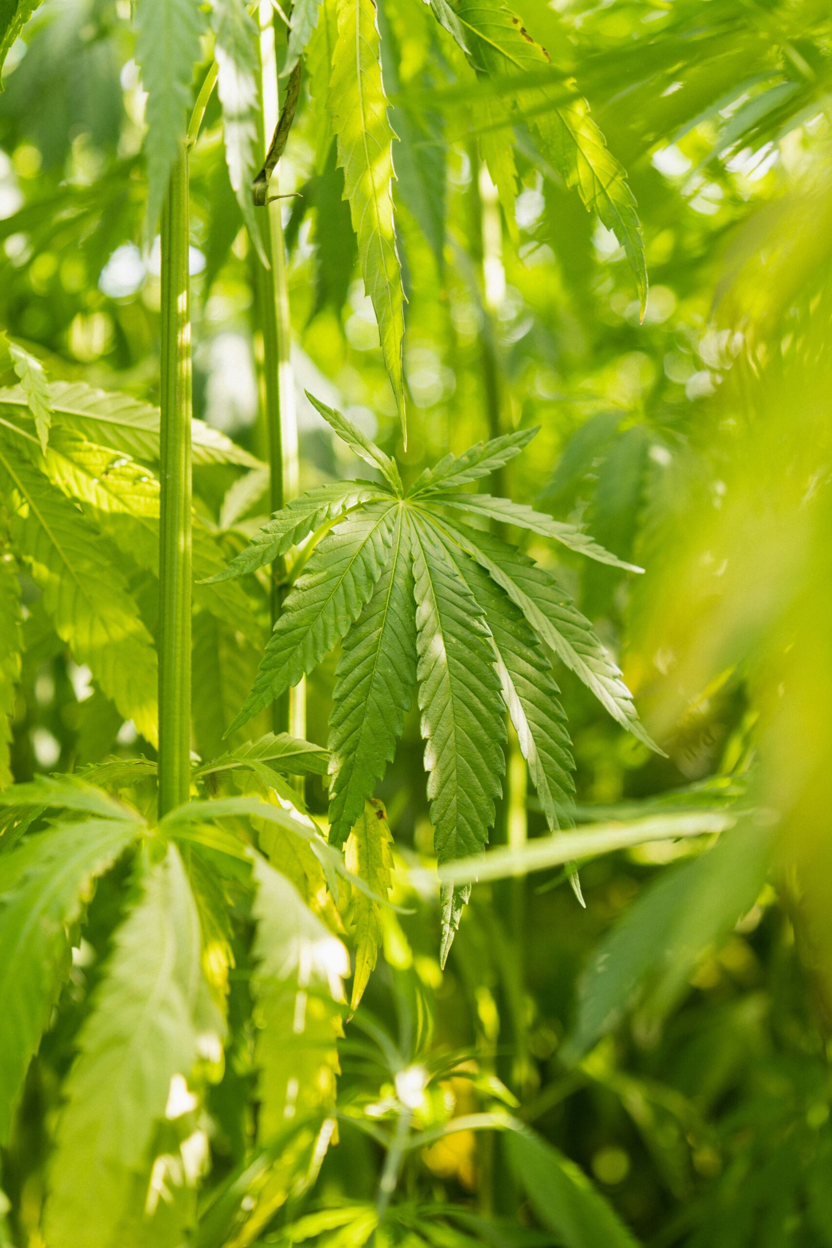 Hemp